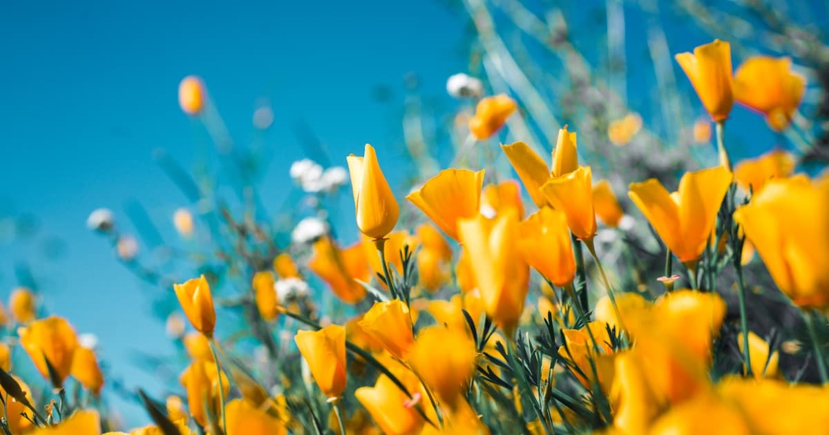 Spring Reset for Energy and Digestion: A Practical TCM Plan
